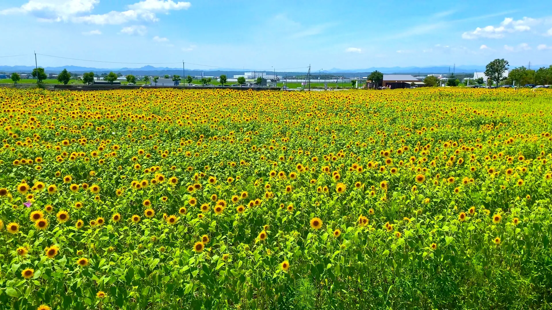 ひまわりの丘公園