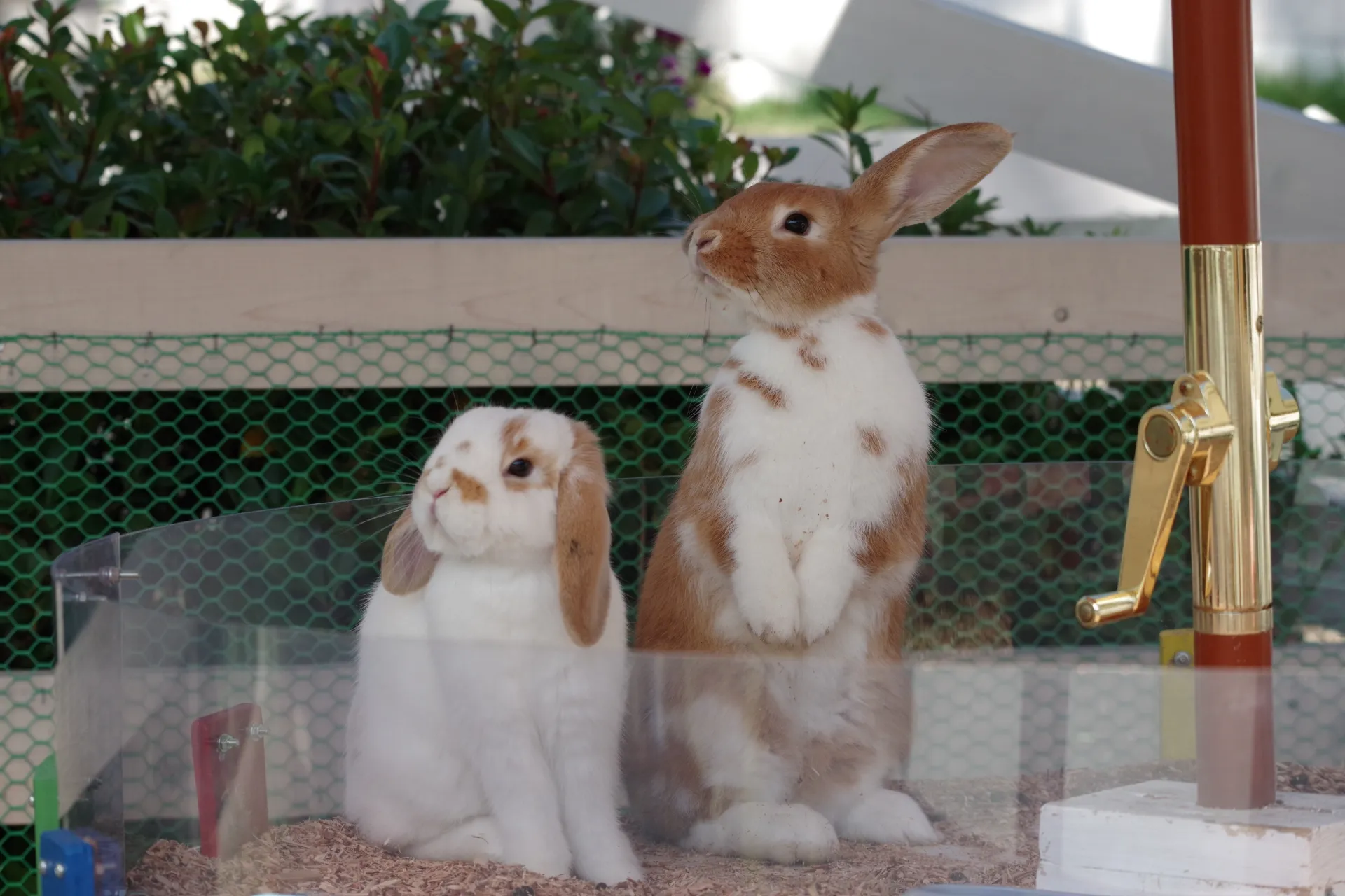 ネスタリゾート神戸（デモ）