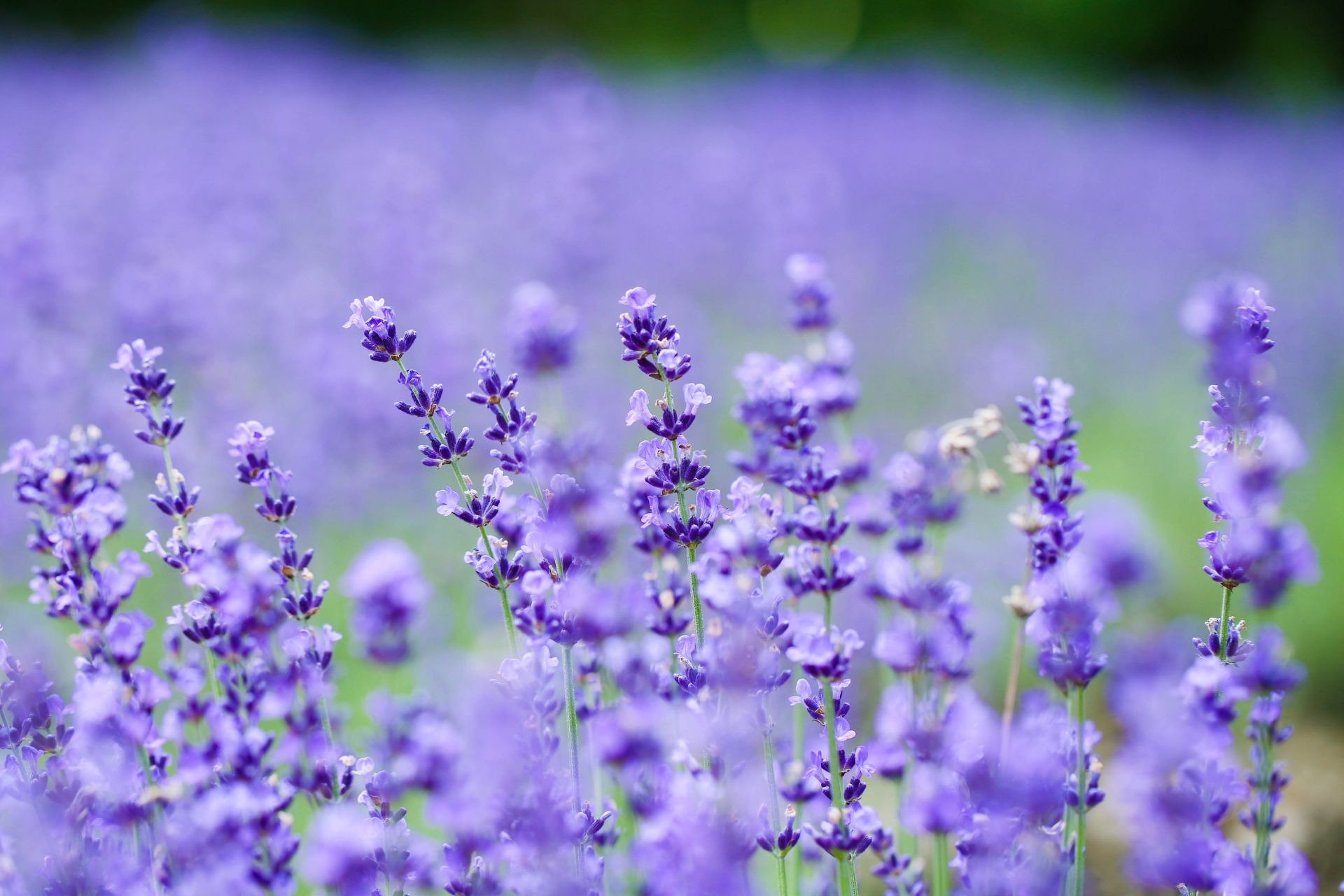 ラベンダーパーク