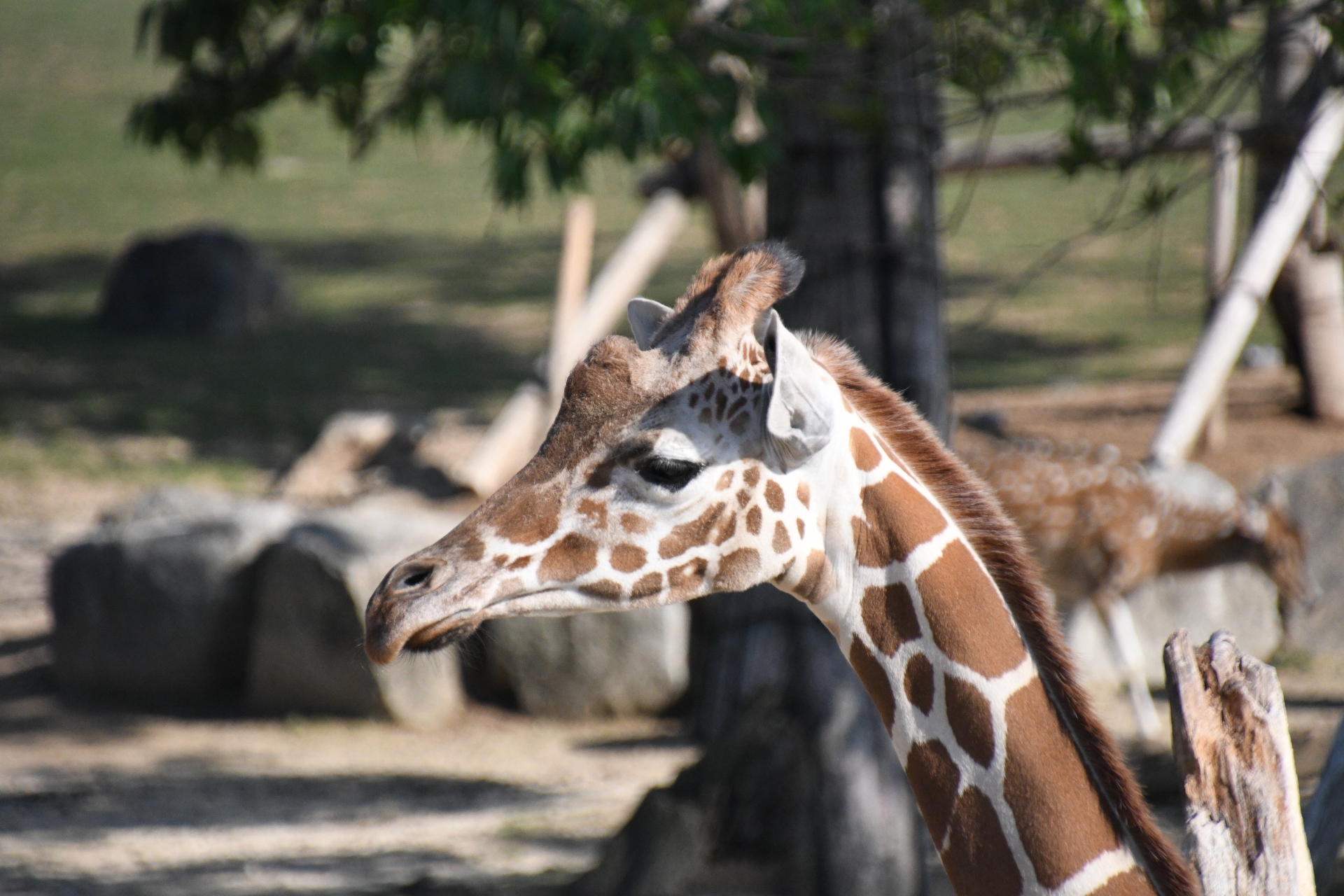 姫路セントラルパーク